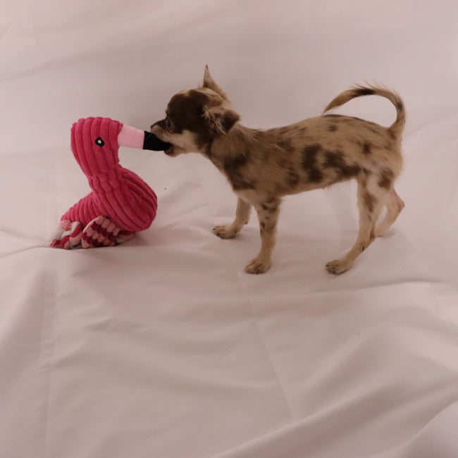 Flamingo,Hundespielzeug,Quietsch,interaktiv,robust,Zerrspiel,Kauspielzeug,kuschelig,Hunde,Plüsch,Seilbeine,kleineHunde,mittelgroßeHunde,Zahnpflege,spaßig,langlebig,strapazierfähig,Kauen,ziehen,bissfest,Spielzeit,Hundeunterhaltung,Beschäftigung,Belohnungssystem,Zahnreinigung,welpenfreundlich,leicht,tragbar,quietschend,Apportieren,Hundeaktivität,Zerrspaß,Haustierbedarf,Leckerli,Zahnfleischmassage,Training,freundlich,Hundebedarf,Hundeerziehung,Beißvergnügen,Hundebesitzer,Hundeausrüstung,Geschenkidee,DogFreund