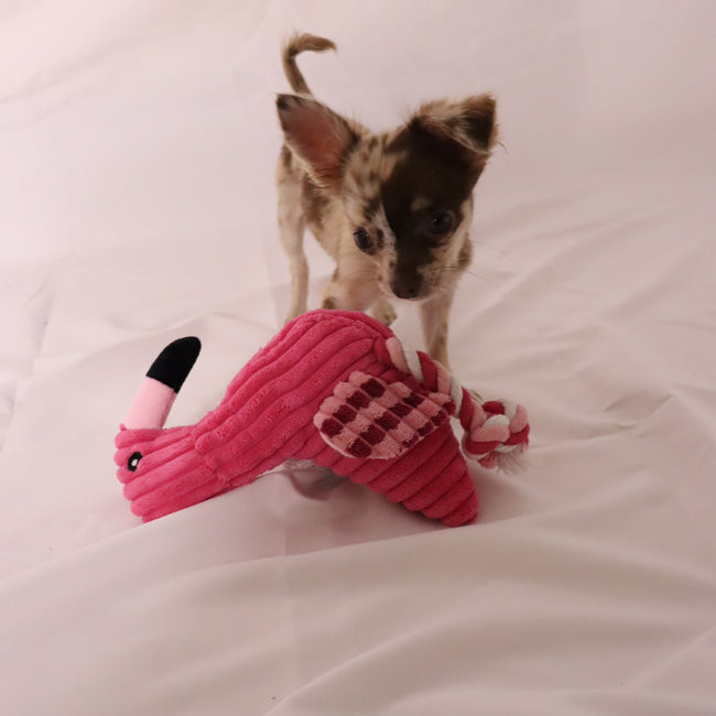 Flamingo,Hundespielzeug,Quietsch,interaktiv,robust,Zerrspiel,Kauspielzeug,kuschelig,Hunde,Plüsch,Seilbeine,kleineHunde,mittelgroßeHunde,Zahnpflege,spaßig,langlebig,strapazierfähig,Kauen,ziehen,bissfest,Spielzeit,Hundeunterhaltung,Beschäftigung,Belohnungssystem,Zahnreinigung,welpenfreundlich,leicht,tragbar,quietschend,Apportieren,Hundeaktivität,Zerrspaß,Haustierbedarf,Leckerli,Zahnfleischmassage,Training,freundlich,Hundebedarf,Hundeerziehung,Beißvergnügen,Hundebesitzer,Hundeausrüstung,Geschenkidee,DogFreund