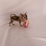 Hundespielzeug, Quietschendes Hundespielzeug, Tintenfisch Hundespielzeug, Rosa Hundespielzeug, Vlies Hundespielzeug, Interaktives Hundespielzeug, Kauspielzeug für Hunde, Weiches Hundespielzeug, Hunde Quietschspielzeug, Kuscheliges Hundespielzeug, Quietschender Tintenfisch, Rosa Tintenfisch Spielzeug, Hundespielzeug mit Quietsche, Vlies Tintenfisch Spielzeug, Spielzeug für kleine Hunde, Spielzeug für große Hunde, Quietschender Tintenfisch aus Vlies, Hunde Quietsch Tintenfisch, DogFreund,Haustierbedarf