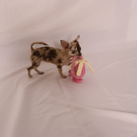 Hundespielzeug, Quietschendes Hundespielzeug, Tintenfisch Hundespielzeug, Rosa Hundespielzeug, Vlies Hundespielzeug, Interaktives Hundespielzeug, Kauspielzeug für Hunde, Weiches Hundespielzeug, Hunde Quietschspielzeug, Kuscheliges Hundespielzeug, Quietschender Tintenfisch, Rosa Tintenfisch Spielzeug, Hundespielzeug mit Quietsche, Vlies Tintenfisch Spielzeug, Spielzeug für kleine Hunde, Spielzeug für große Hunde, Quietschender Tintenfisch aus Vlies, Hunde Quietsch Tintenfisch, DogFreund,Haustierbedarf